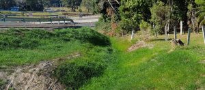 envirostraw grass growing in slopes