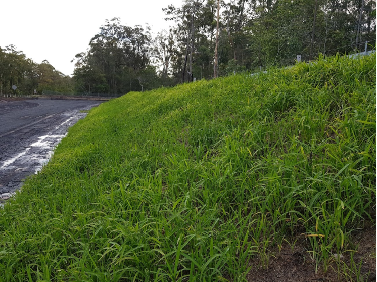 envirostraw grass growth on slope