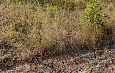 revegetation after envirostraw application