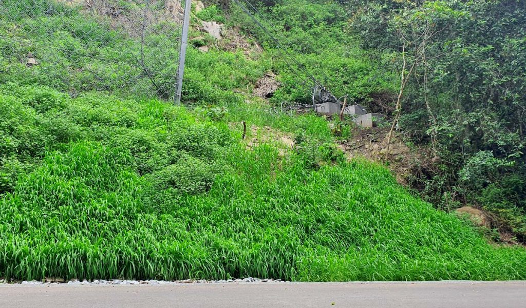 cover-crops-101-how-they-work-and-why-your-next-revegetation-program